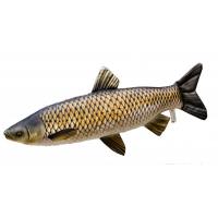 Plyov polt  Amur Giant
